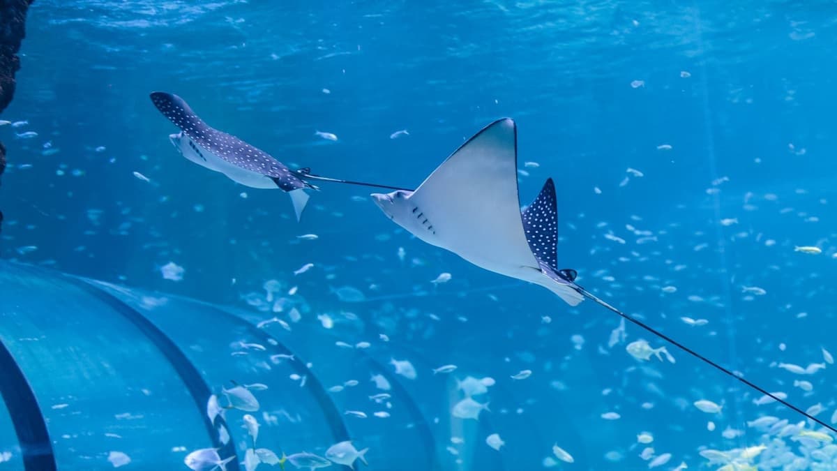 All Access Pass to Abu Dhabi National Aquarium for One