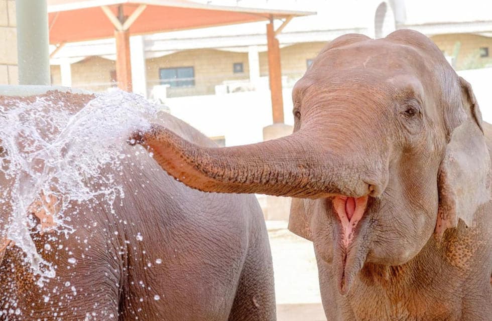 Emirates Park Zoo & Resort Family Stay with Zoo Access and Breakfast with Elephants
