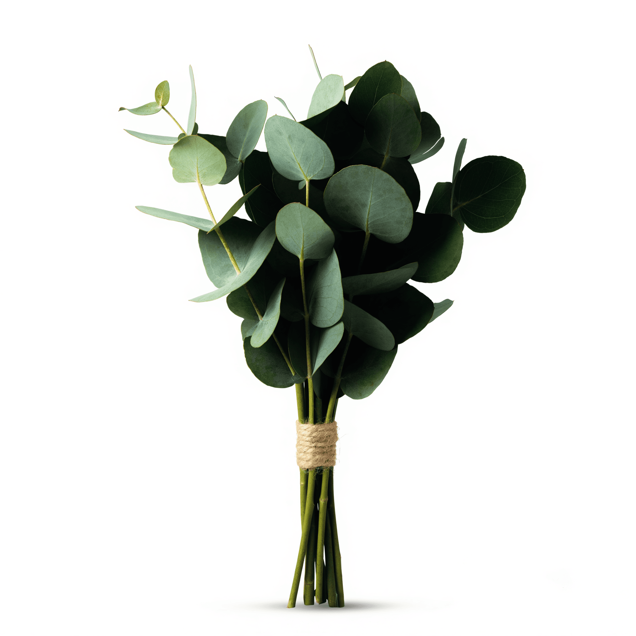 Everyday Eucalyptus Posy